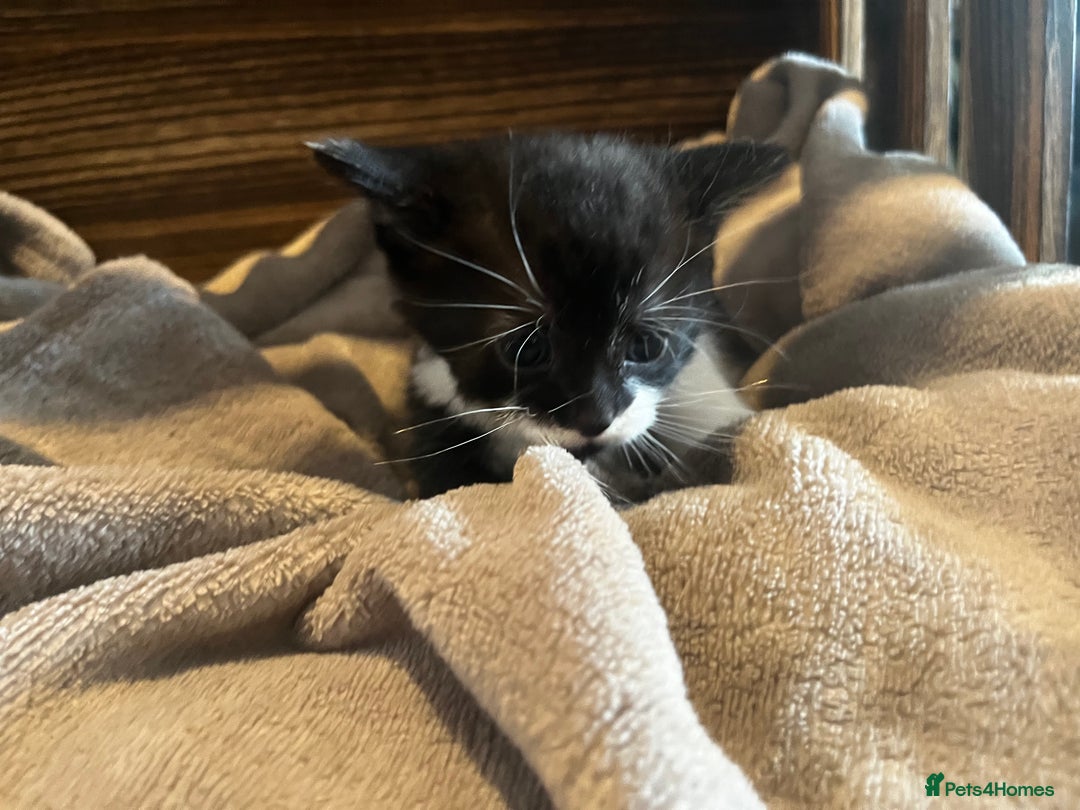 Mixed Breed cats for sale: Beautiful kittens - Image 13