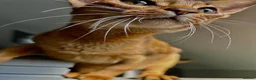 Abyssinian cats for sale: Champion line  - Advert 15