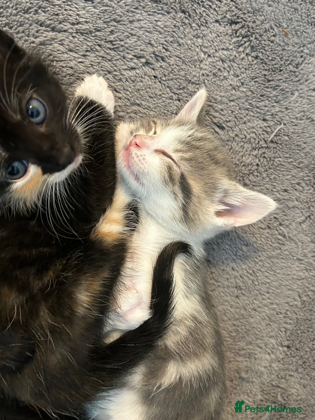 Mixed Breed cats for sale: 6 beautiful kittens ready now (4 left) - Image 3