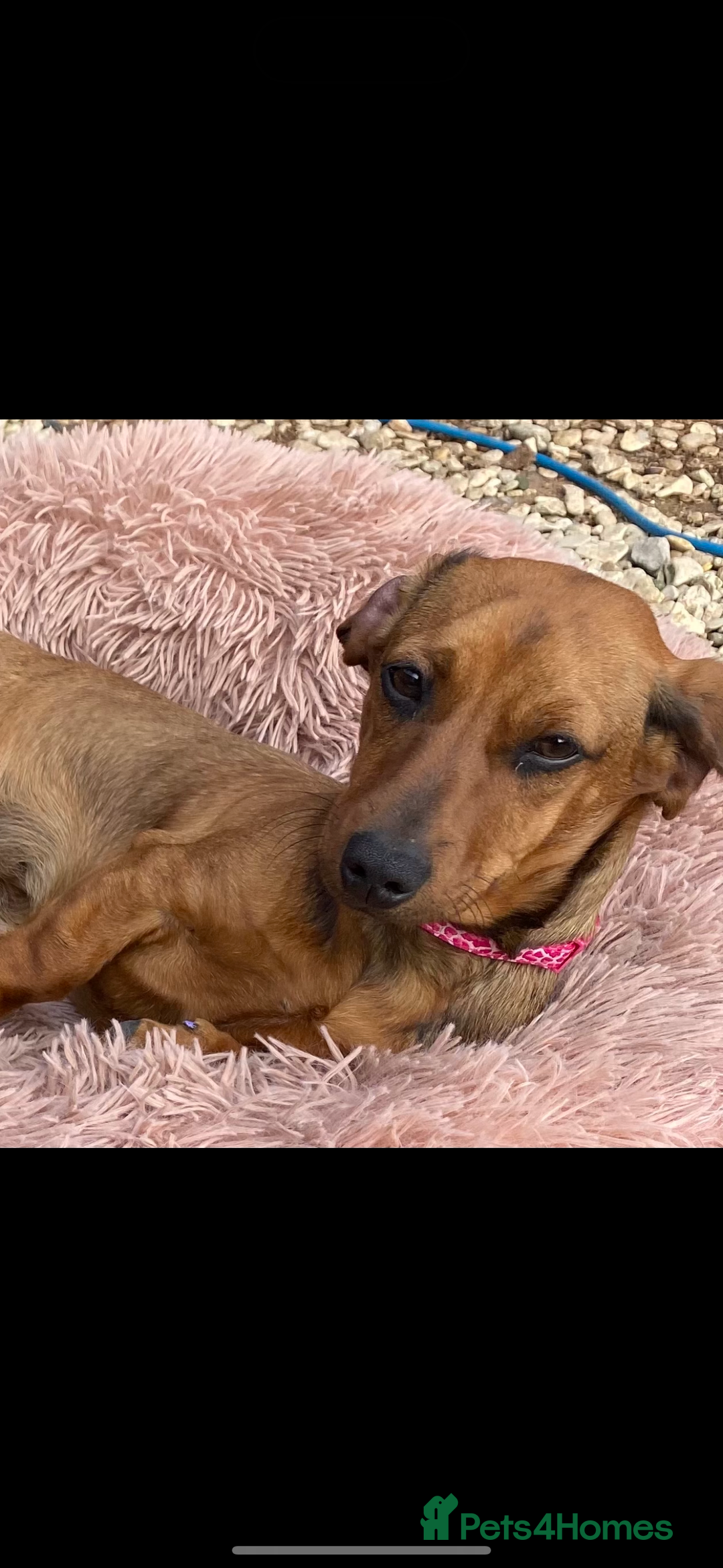 Dachshund dogs for sale: Two beautiful boys miniature dachshund puppies - Image 9