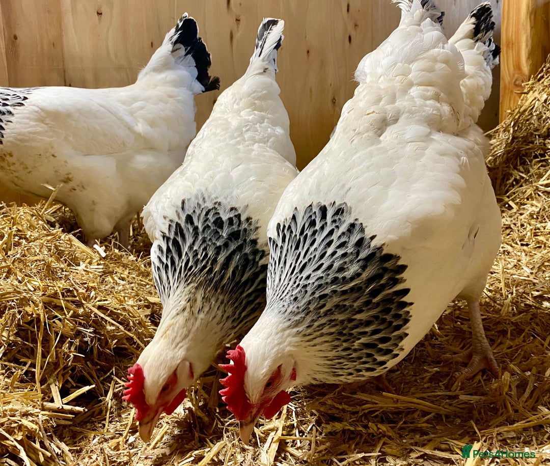 Chickens poultry for sale: Light Sussex  - Advert 7