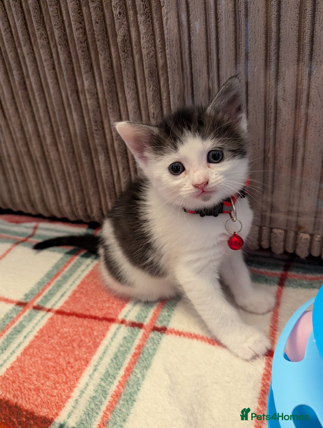 Domestic Shorthair cats for sale: Domestic Shorthair Female Kitten Available Now in Salisbury - Image 12