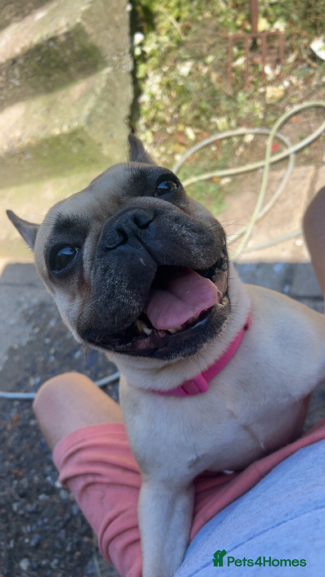French Bulldog dogs for sale: Male French bulldog 13 weeks old  - Image 3