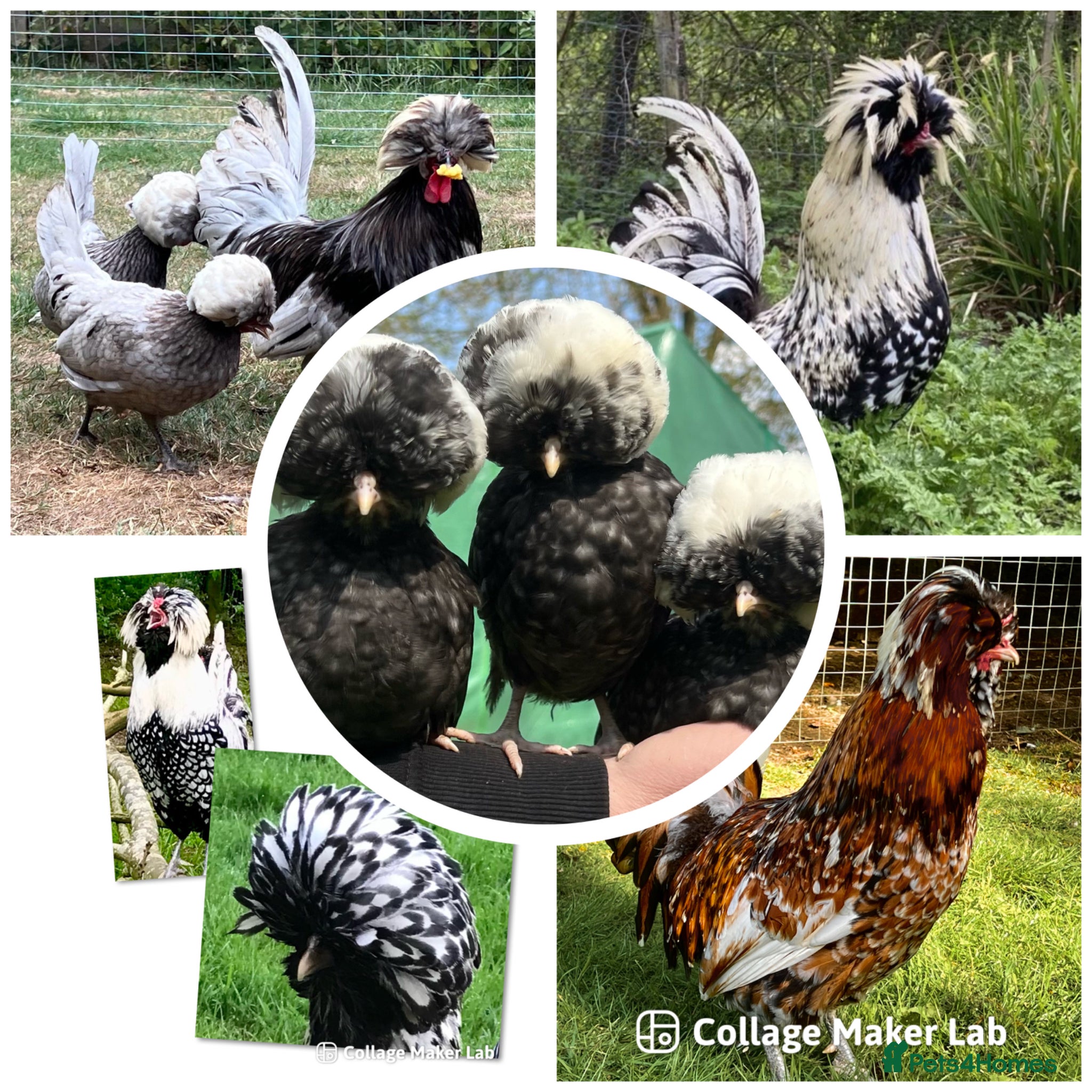 Chickens poultry Hatching eggs polish  - Advert 1