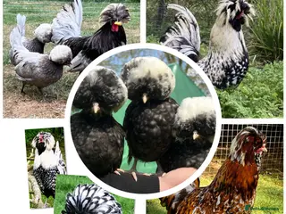 Chickens poultry Hatching eggs polish - Advert 1