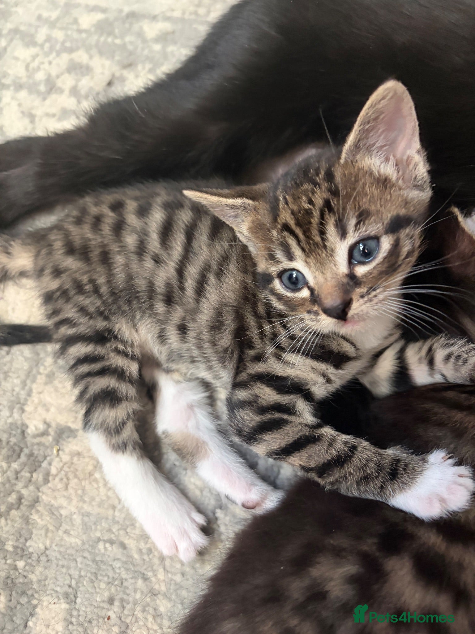 Mixed Breed cats Bengal x girl left - Advert 11