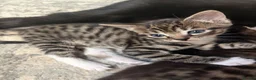 Mixed Breed cats for sale: Bengal x girl left ready 28th - Advert 4