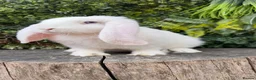 French Lop rabbits for sale: French Lop babies  - Advert 4