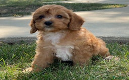 Cavapoo dogs for sale: Beautiful Toy Cavapoo Puppies for sale - Image 22