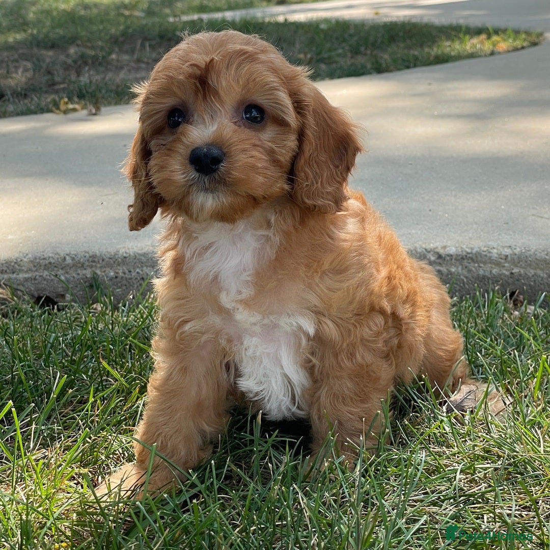 Cavapoo dogs for sale: Beautiful Toy Cavapoo Puppies for sale - Image 22