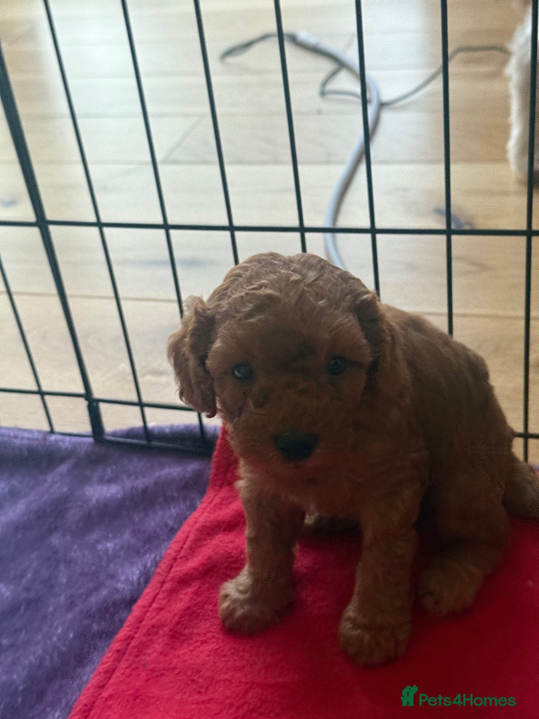 Labradoodle dogs for sale: Miniature Labradoodle F1BB Puppies - Image 14