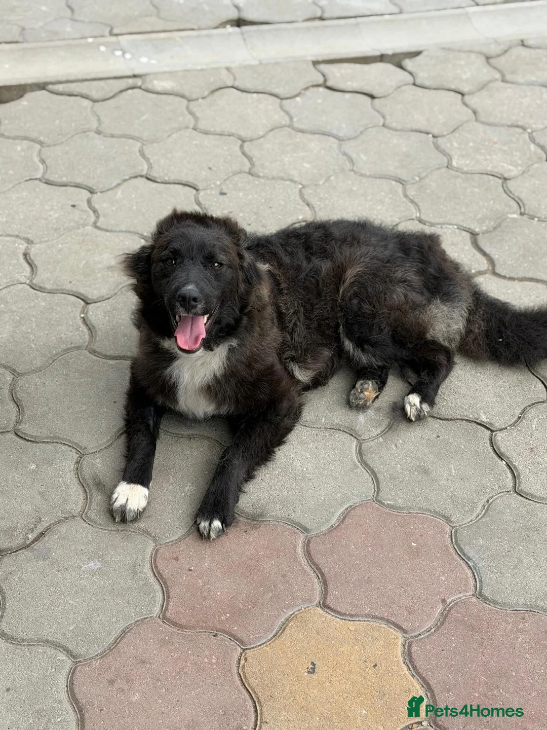 Mixed Breed dogs for adoption: 🌸🐾 KATY – A GENTLE GIRL FOR A LOVING HOME 🐾🌸 - Advert 25