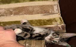 Mixed Breed cats for sale: Stunning fluffy and short haired ready now  - Image 8