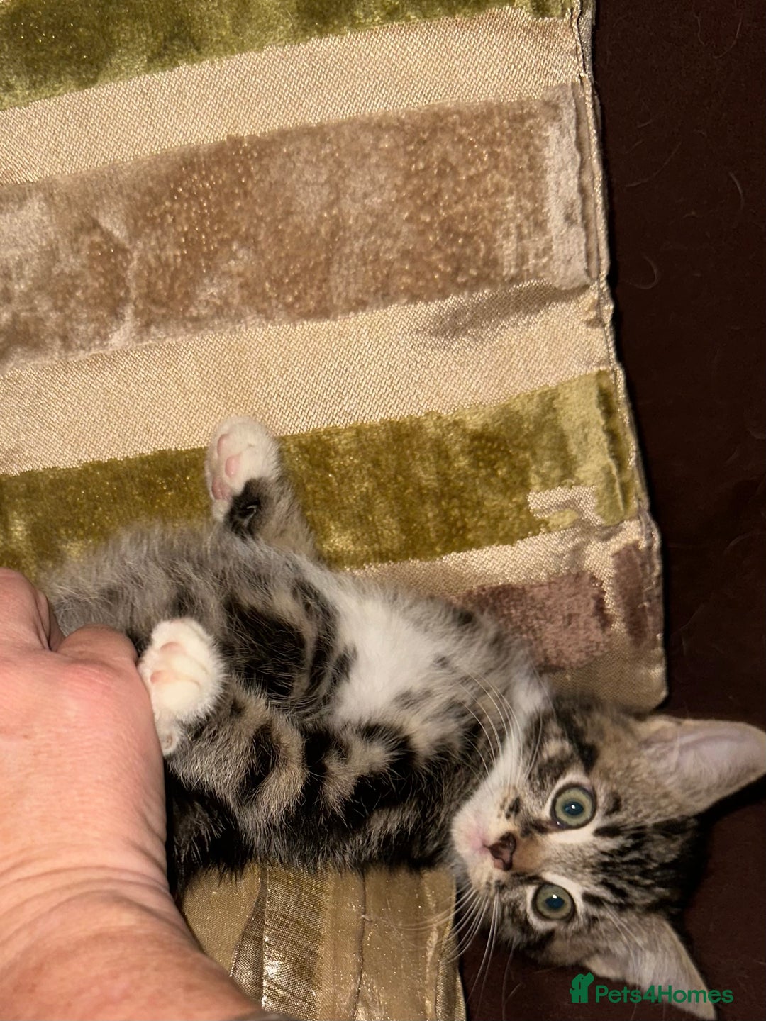 Mixed Breed cats for sale: Stunning fluffy and short haired ready now  - Image 8