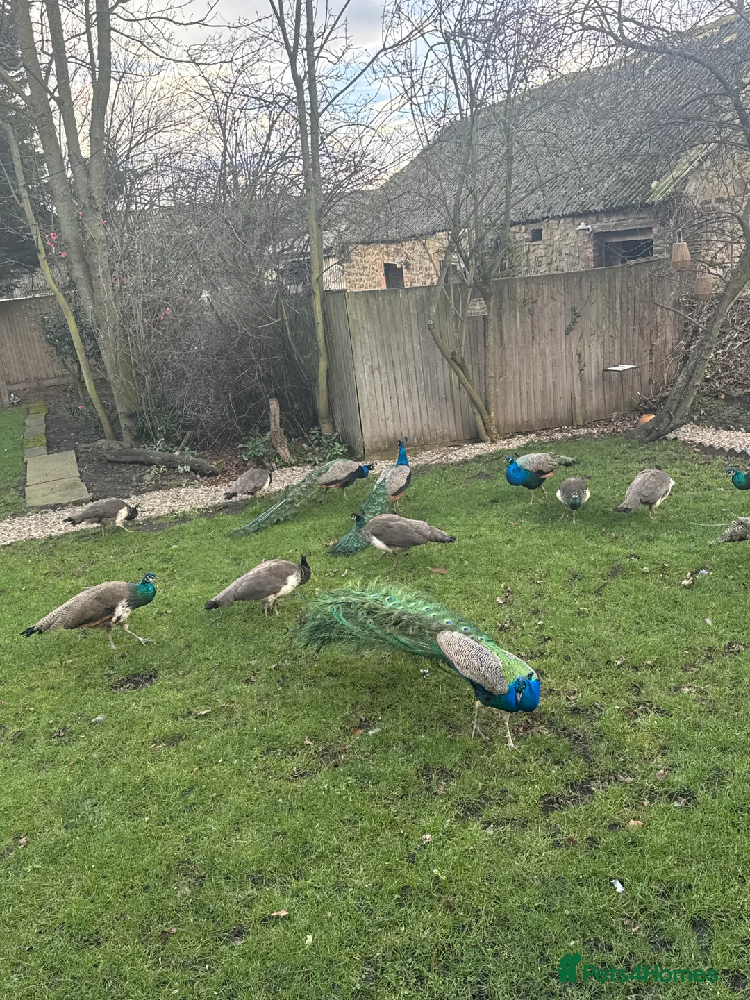 Peafowl poultry for sale: Indian Blue Peafowl for sale (mixed sex and ages) in Houghton le Spring - Advert 5