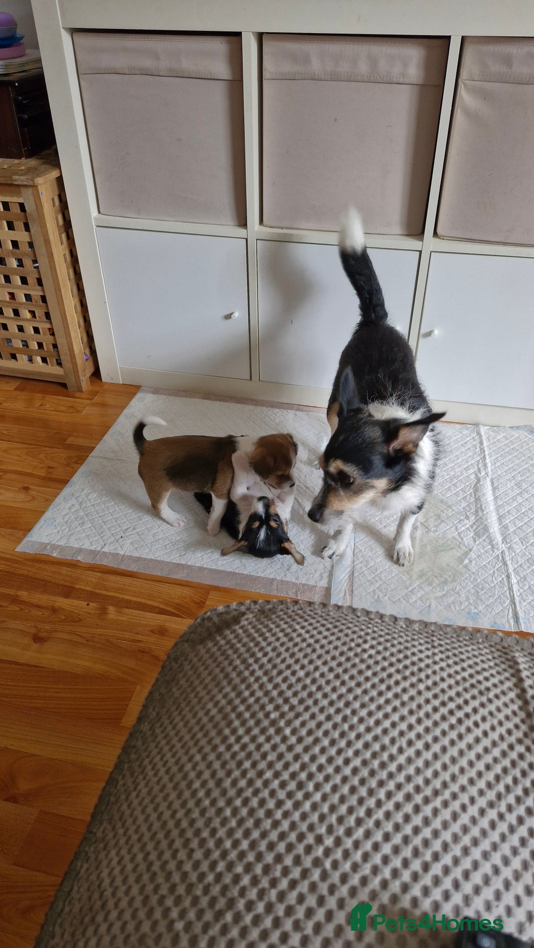 Jack Russell dogs for sale: 3 remaining pups - Image 2