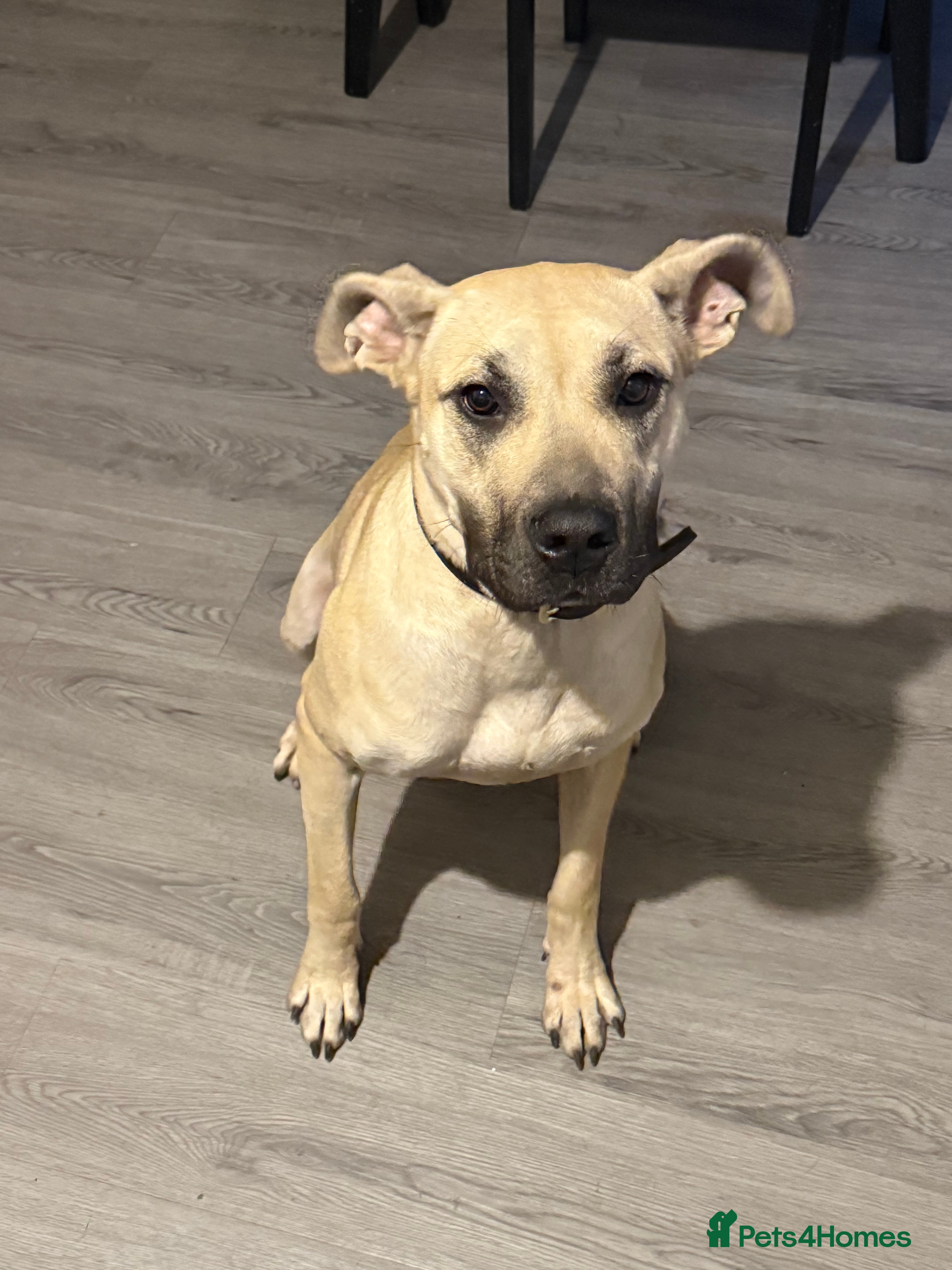 Presa Canario dogs Female Presa Canario free to a good home  - Advert 4