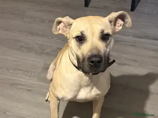 Presa Canario dogs Female Presa Canario free to a good home - Advert 4