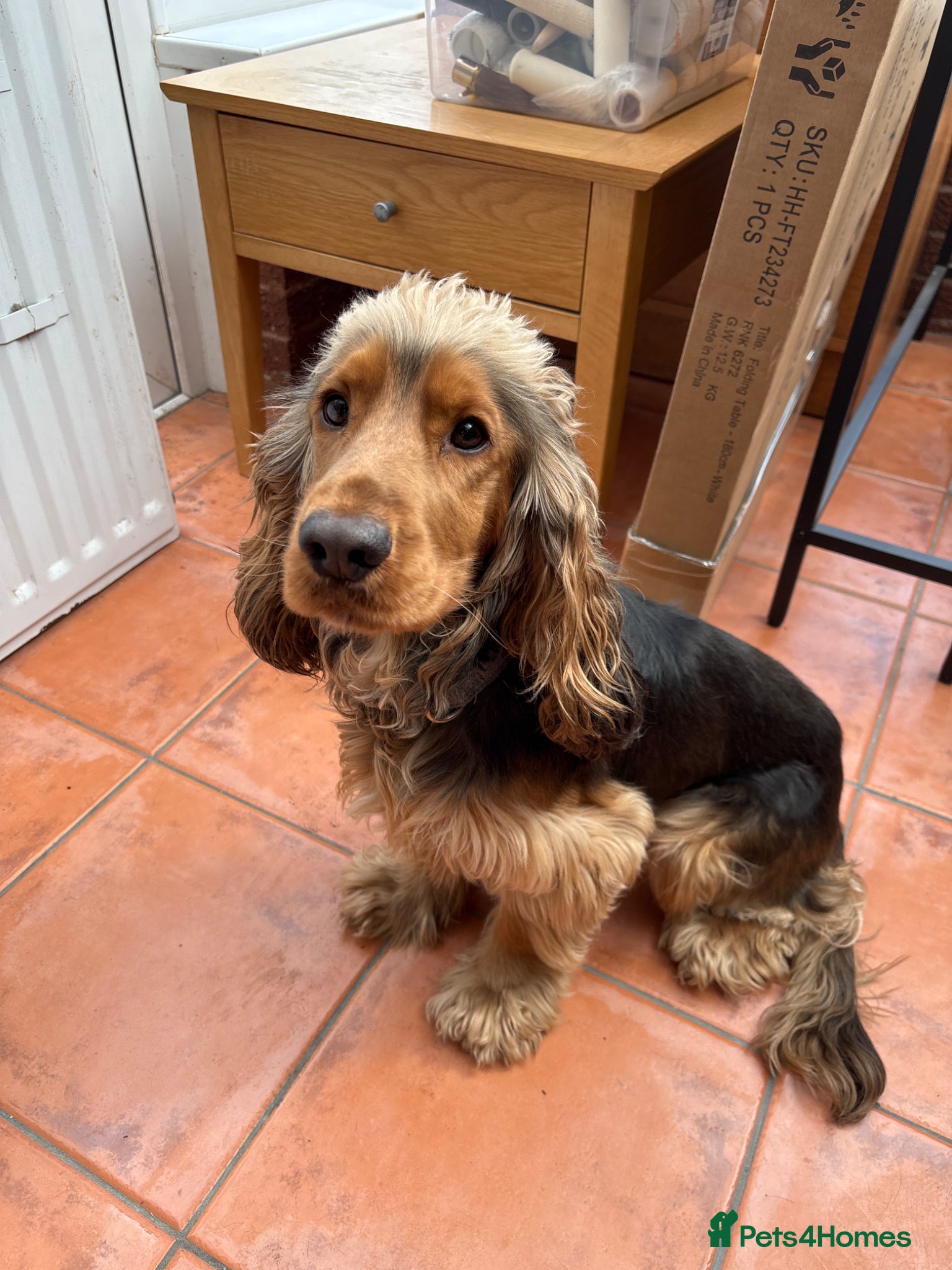 Cocker Spaniel dogs 2 year old male cocker  - Advert 8