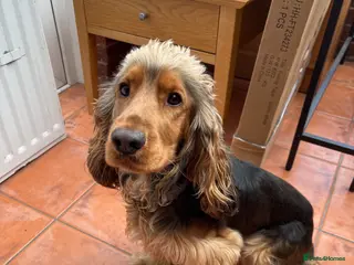 Cocker Spaniel dogs 2 year old male cocker - Advert 8