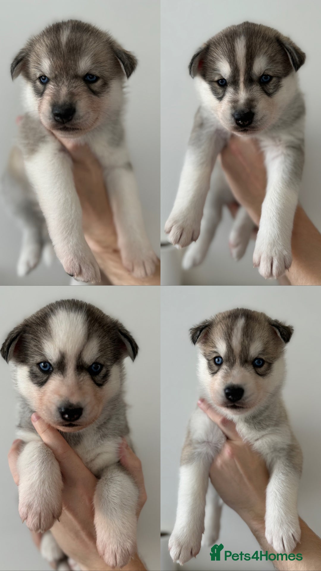 Siberian Husky dogs for stud: PROVEN KC Registered Siberian Husky Stud ONLY in Solihull - Image 23