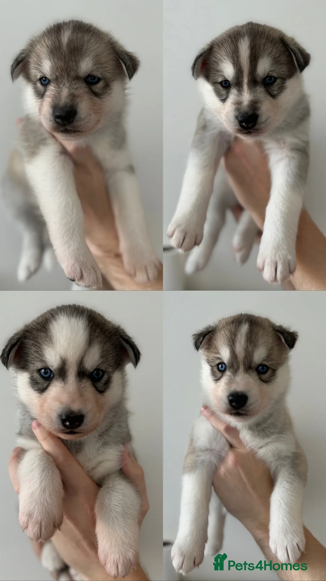 Siberian Husky dogs for stud: PROVEN KC Registered Siberian Husky Stud ONLY in Solihull - Advert 23