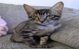 Savannah cats for sale: Savannah Cat Kitten Male - Image 6