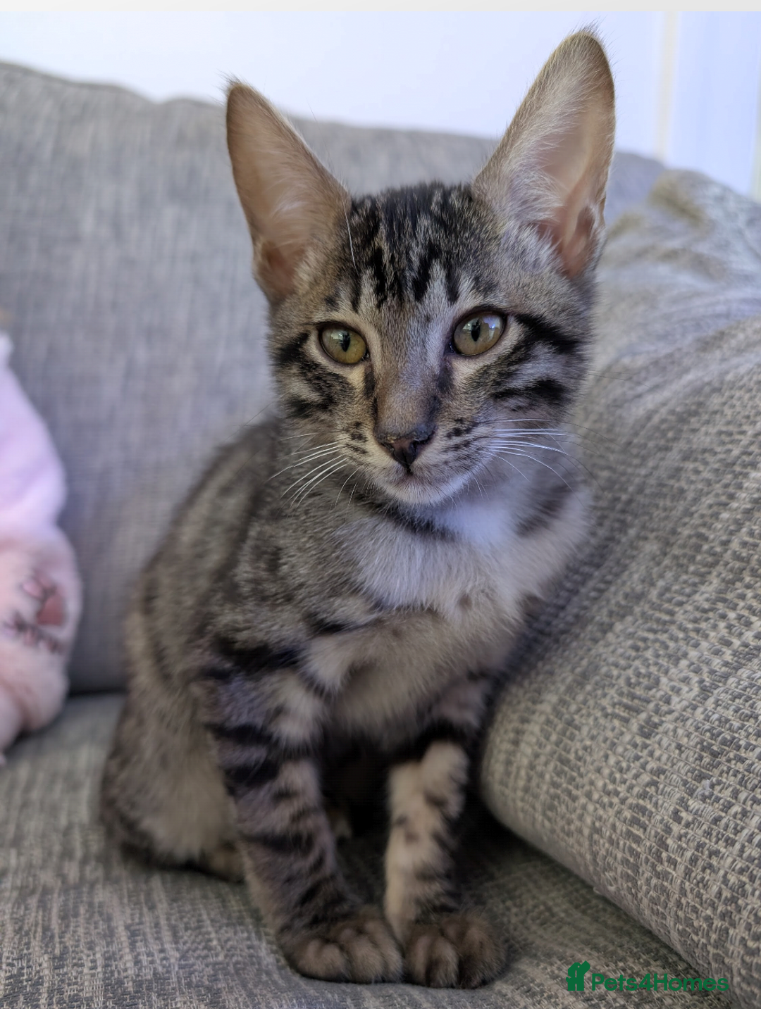 Savannah cats for sale: Savannah Cat Kitten Male - Image 6