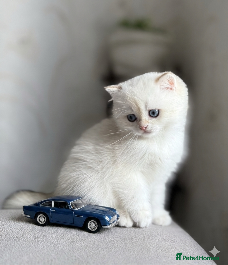 British Shorthair cats 🌟Adorable Golden Pure BSH kittens 🌟 - Advert 12