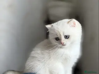 British Shorthair cats 🌟Adorable Golden Pure BSH kittens 🌟 - Advert 12