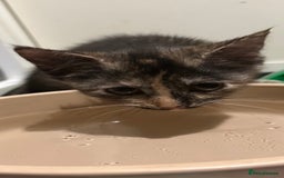 Domestic Shorthair cats for sale: Cute kittens in Dagenham - Image 33