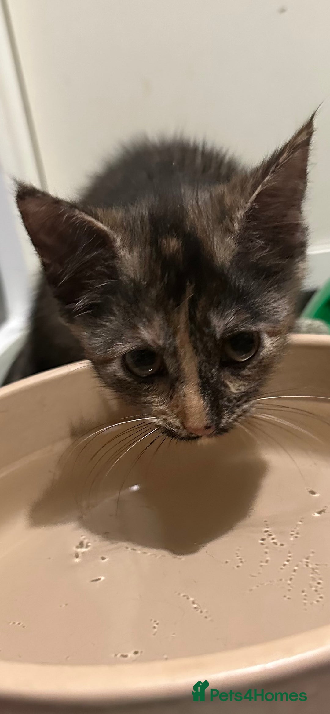 Domestic Shorthair cats for sale: Cute kittens in Dagenham - Image 33