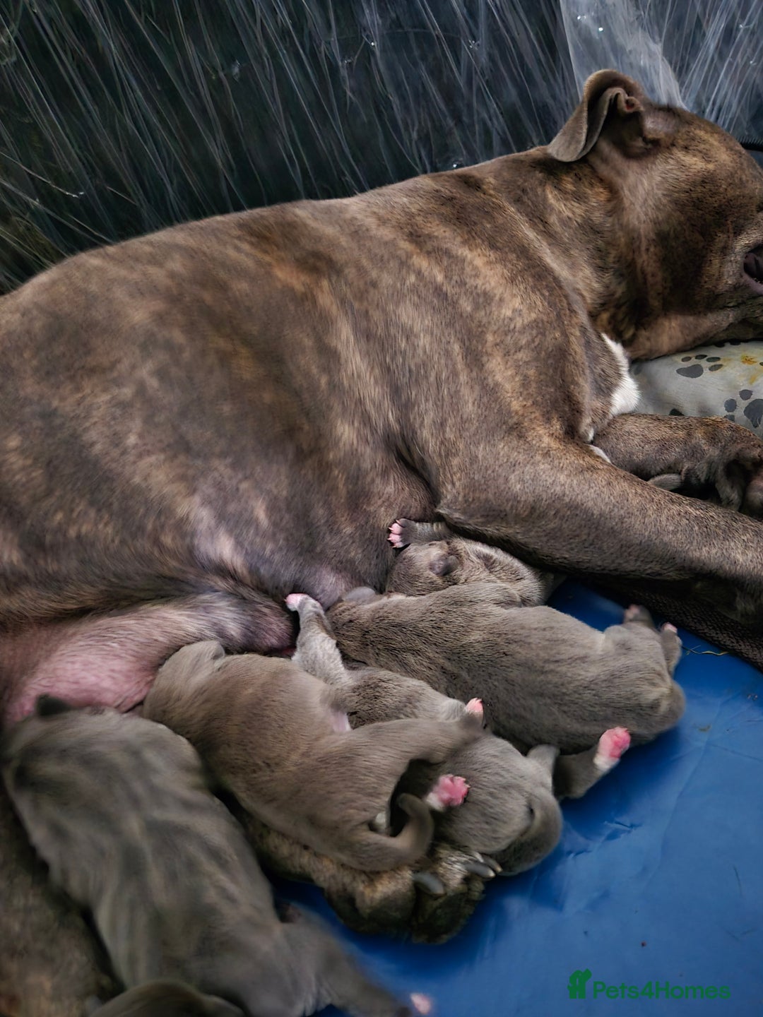 Staffordshire Bull Terrier dogs for sale: Blue Staffs £1,100 Deposit is £245 - Image 2