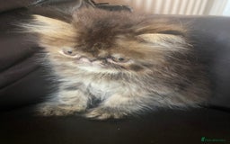 Exotic cats for sale: GCCF REG PKD FREE PEDIGREE EXOTICS - Image 9