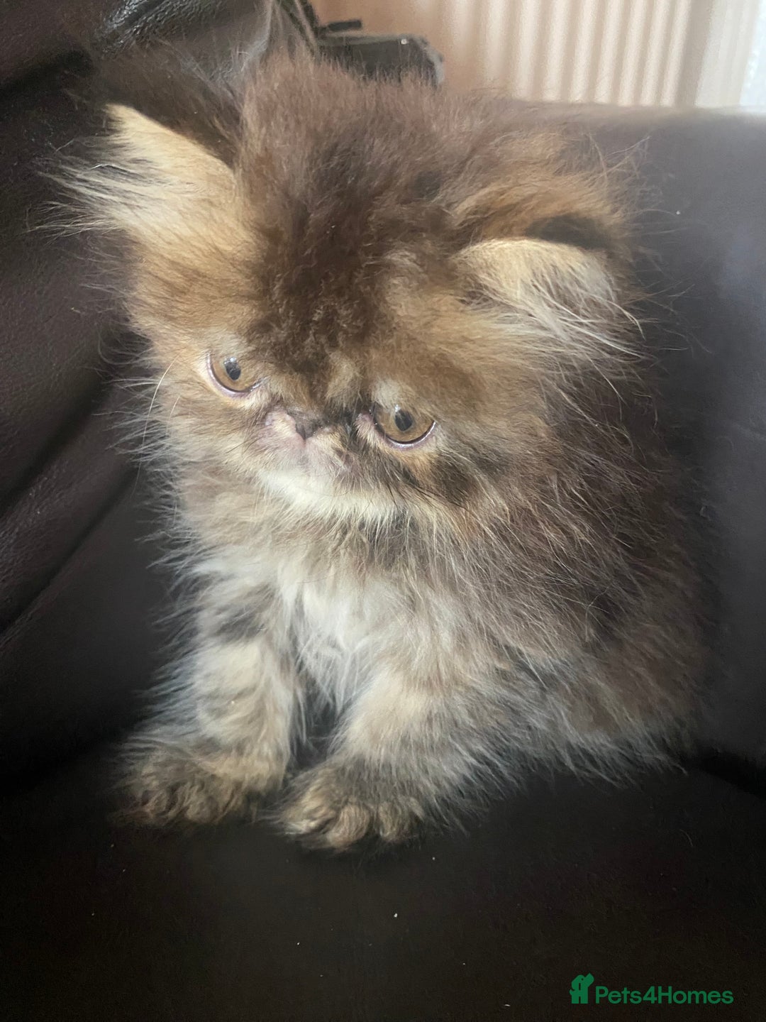 Exotic cats for sale: GCCF REG PKD FREE PEDIGREE EXOTICS - Image 9