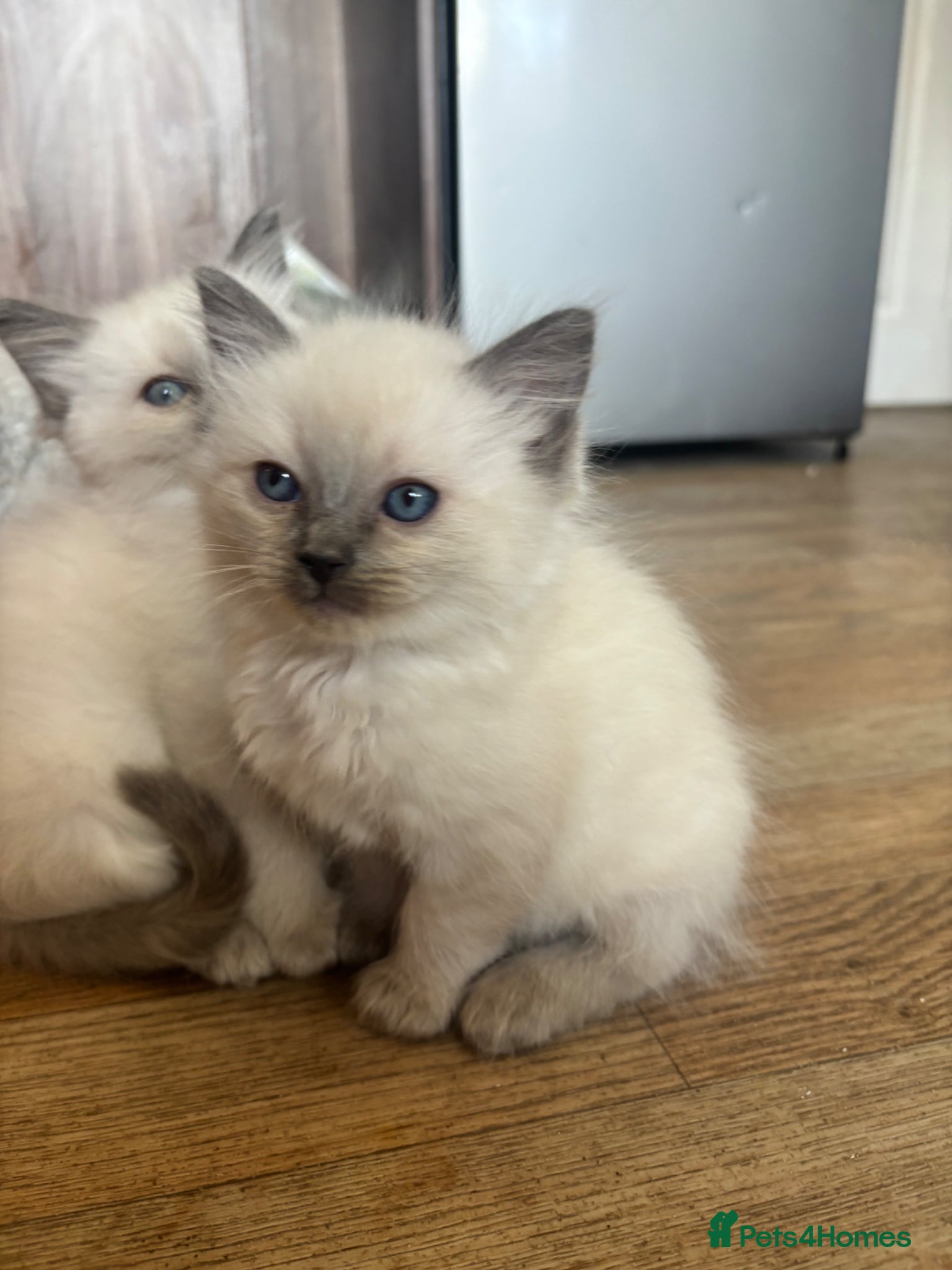 Ragdoll cats Bluepoint Ragdoll kittens 1 x boy & 1 x girl left  - Advert 2
