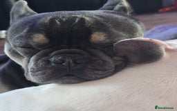 French Bulldog dogs for sale: 4yr old neutered pedigree male french bulldog - Advert 13