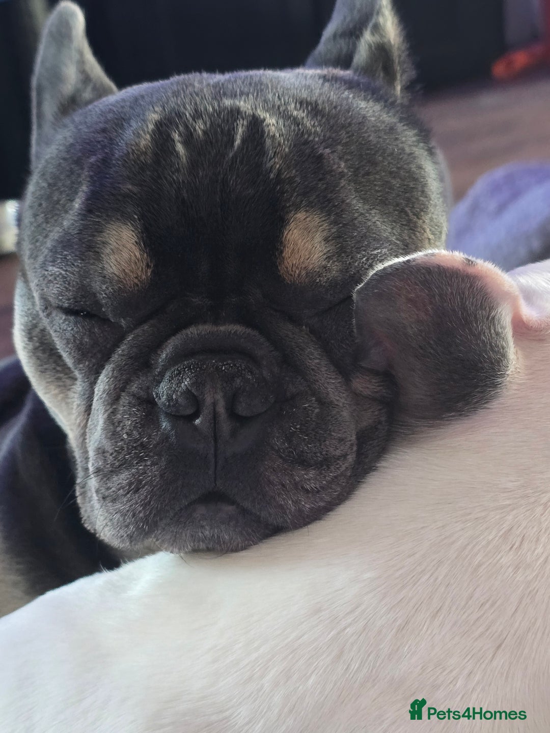 French Bulldog dogs for sale: 4yr old neutered pedigree male french bulldog - Advert 13