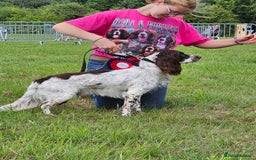 Cocker Spaniel dogs for stud: beautiful boy cocker spaniel ready 4 a  girlfriend - Image 3