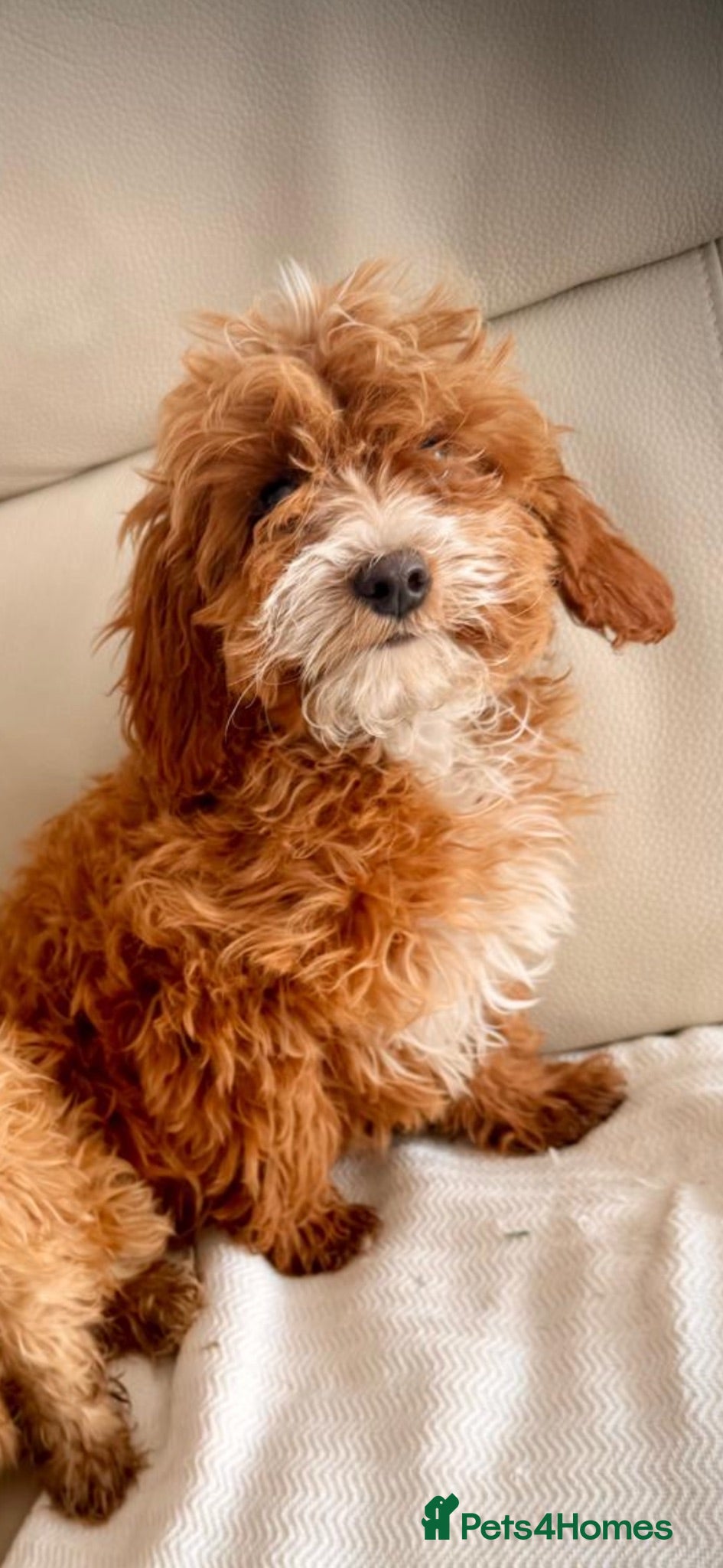 Cavapoo dogs Last girl available  - Advert 15