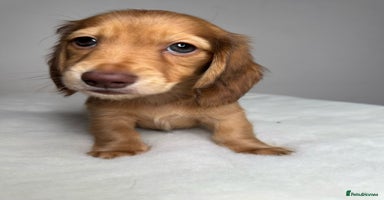 Miniature Dachshund dogs - Advert 4