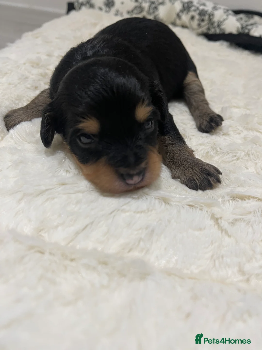 Jackapoo dogs for sale: Quality Jack Russel Puppies for sale 💌 - Advert 22