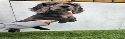 Cocker Spaniel dogs for sale: Cocker spaniel pups!  - Advert 7