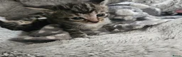 Mixed Breed cats for sale: 4 Beautiful Mix Breed Little Kittens For Sale - Advert 11