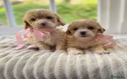 Cavapoochon dogs for sale: Cavapoochon puppies - Image 2