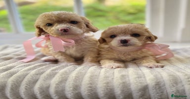 Cavapoochon dogs - Advert 3