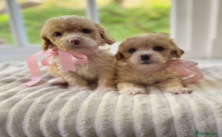 Cavapoochon dogs - Advert 1