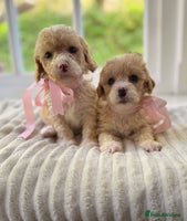 Cavapoochon dogs - Advert 4