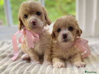 Cavapoochon dogs - Advert 21