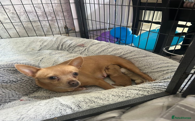 Pomchi dogs - Advert 8